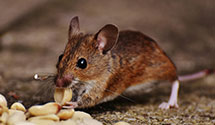 24 Hour & Emergency Exterminators in Scottsboro, AL